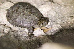 Kinosternon sonoriense