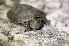 Kinosternon sonoriense