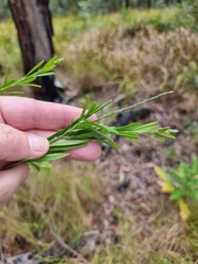 Polygala virgata