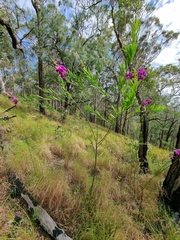 Polygala virgata