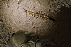 Scolopendra heros