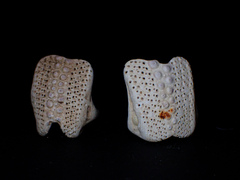 Echinoidea