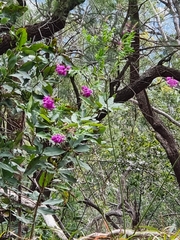Polygala virgata