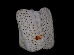 Echinoidea