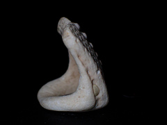Echinoidea