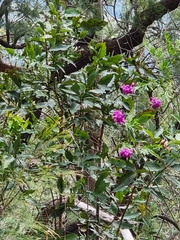 Polygala virgata