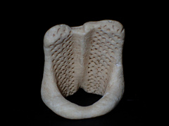 Echinoidea