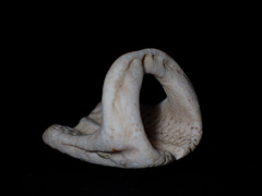 Echinoidea