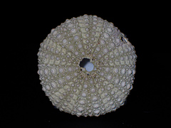 Heliocidaris erythrogramma