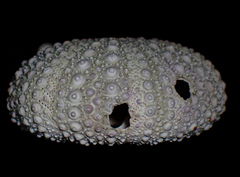 Heliocidaris erythrogramma