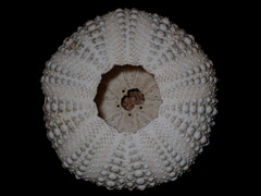 Heliocidaris erythrogramma