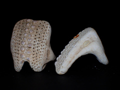 Echinoidea