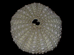 Heliocidaris erythrogramma