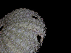 Heliocidaris erythrogramma