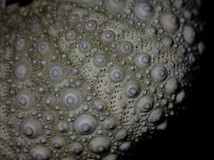 Heliocidaris erythrogramma