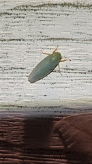 Gyponana