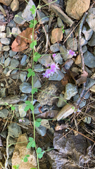 Lespedeza procumbens