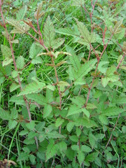 Rubus trianthus