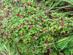 Cotoneaster morrisonensis