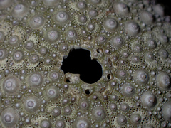 Heliocidaris erythrogramma