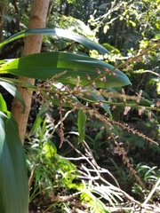 Cordyline petiolaris