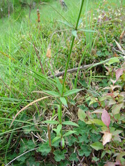 Adenophora triphylla