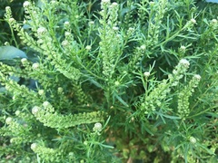 Lepidium bonariense