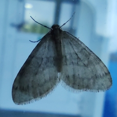 Operophtera