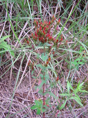 Hypericum erectum