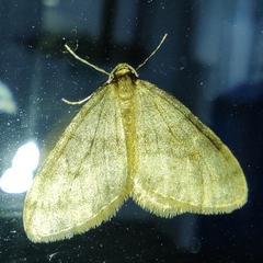Operophtera