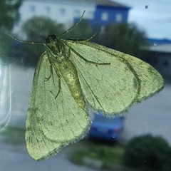 Operophtera
