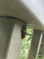 Pennisetia marginatum