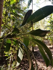 Cordyline petiolaris
