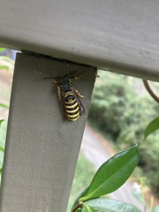 Pennisetia marginatum