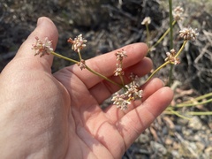 Eriogonum elatum