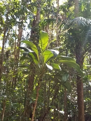 Cordyline petiolaris