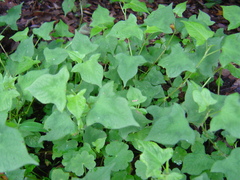 Persicaria biconvexa