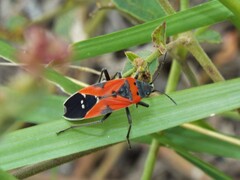 Lygaeus reclivatus