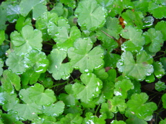 Hydrocotyle nepalensis