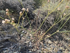 Eriogonum elatum