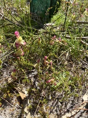 Lechenaultia linarioides