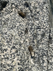 Marmota flaviventris