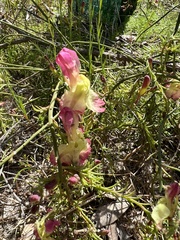 Lechenaultia linarioides