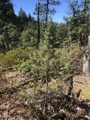 Juniperus occidentalis