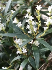 Leucopogon affinis