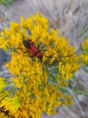 Crossidius coralinus