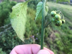 Solanum americanum
