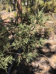 Juniperus occidentalis