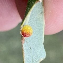 Acraspis pezomachoides