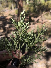 Juniperus occidentalis
